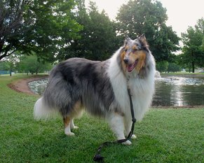 what-are-rough-collies