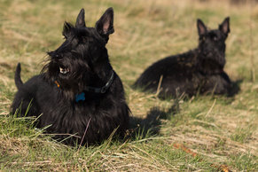 what-are-scottish-terriers