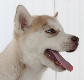 dog-name-ideas-siberian-huskies