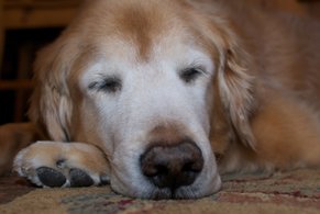 signs-of-senior-dogs