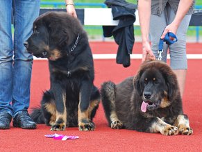 largest-dog-breeds