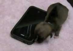 could-be-world-smallest-puppy