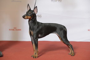 what-are-toy-manchester-terriers