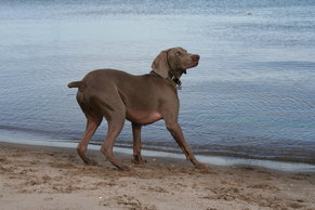 what-are-weimaraners