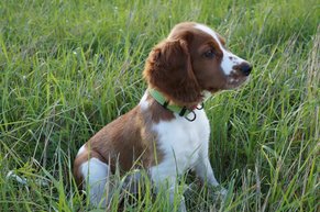what-are-welsh-springer-spaniels