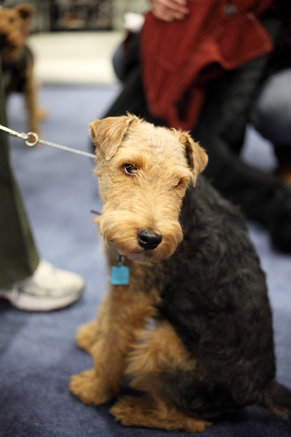 what-are-welsh-terriers
