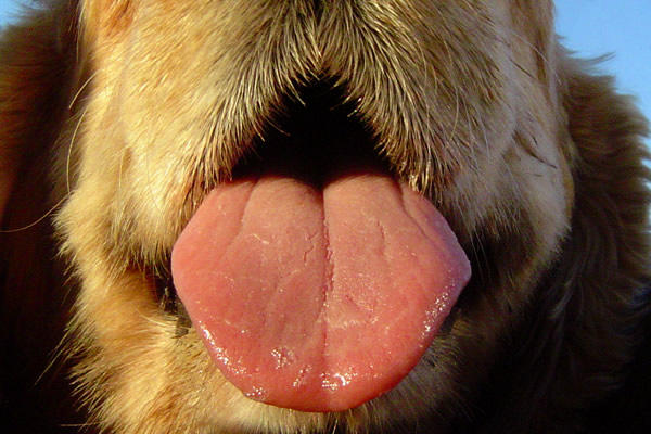 dog-tongues
