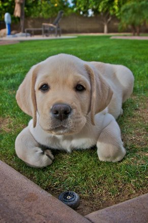 name-ideas-for-blond-brown-dogs