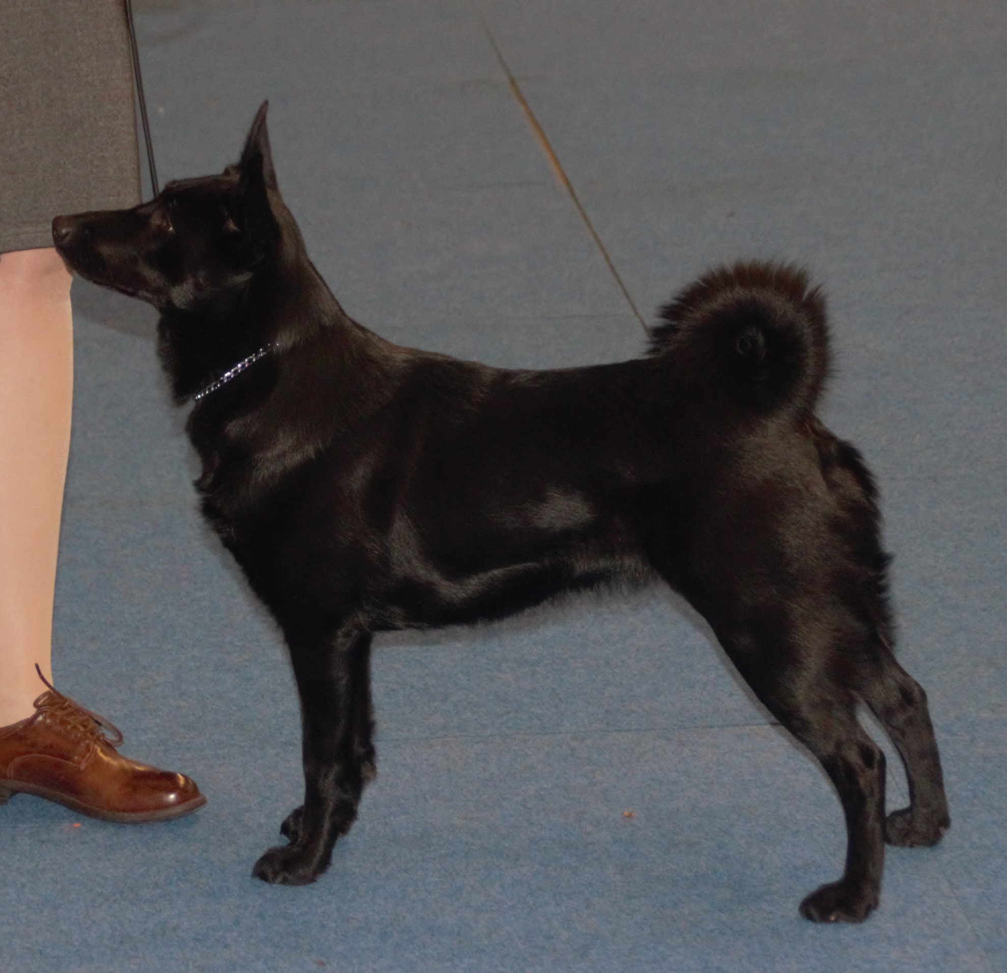 Blacknorwegianelkhound