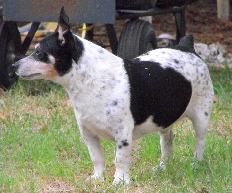 Teddy Roosevelt Terrier adult male 