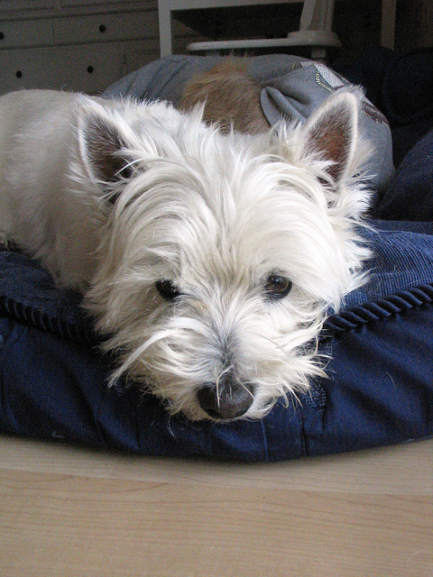 West Highland White Terrier att;katymcc http://www.flickr.com/photos/katymcc/4866157633/sizes/z/in/photostream/