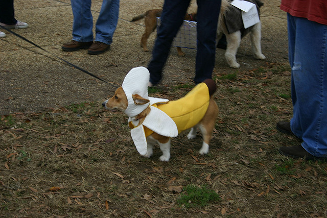 banana dog　att;adriennewojo http://www.flickr.com/photos/adriennewojo/4068173589/sizes/z/in/photostream/