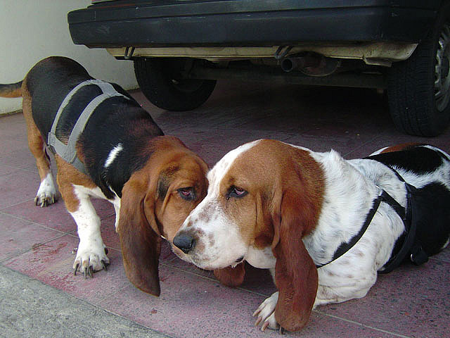 basset hounds