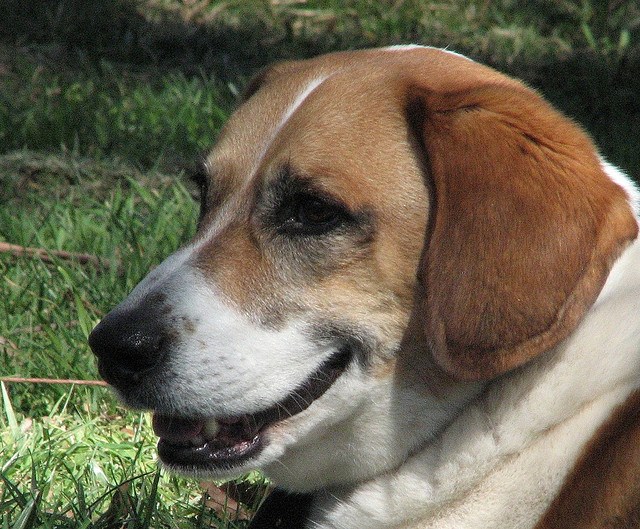 beagle big smile cute att;BotheredByBees http://www.flickr.com/photos/botheredbybees/1427807704/sizes/z/in/photostream/