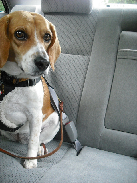 beagle car ride