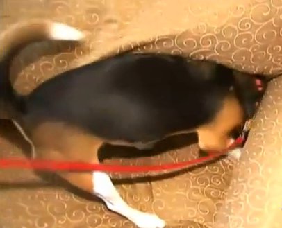beagle detecting bedbugs
