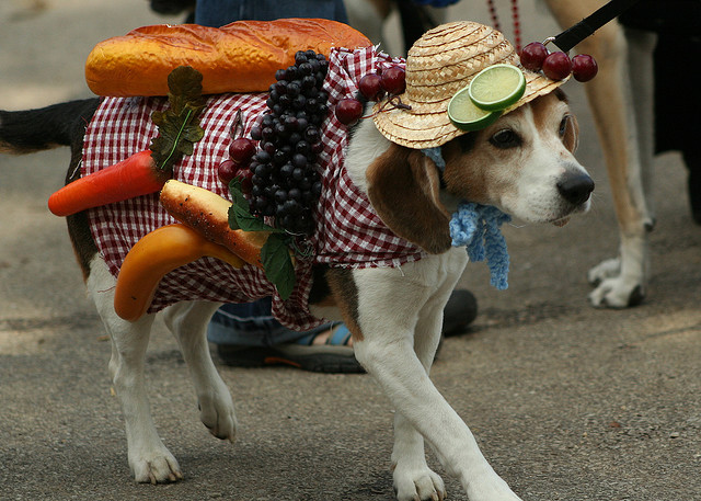beagle picnic