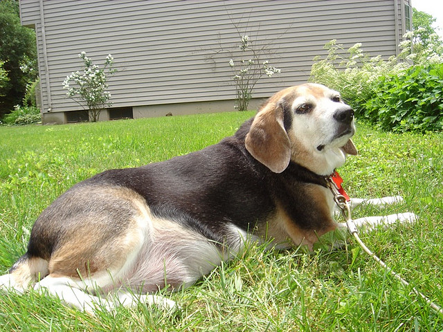 beagle relaxing att;AirBeagle http://www.flickr.com/photos/airbeagle/169293623/sizes/z/in/photostream/