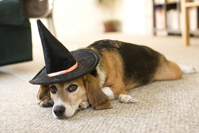 beagle with witch hat