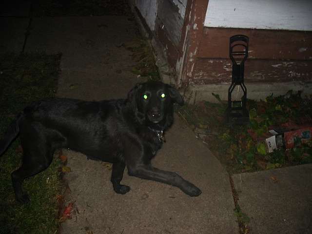 black dog eyes glow cool att;Lucas Thompson  http://www.flickr.com/photos/drthompson/60462762/sizes/z/in/photostream/