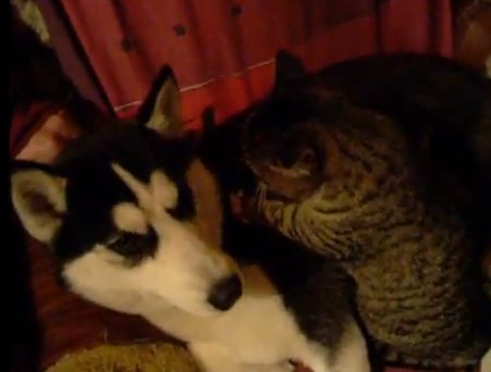 cat giving massage to husky