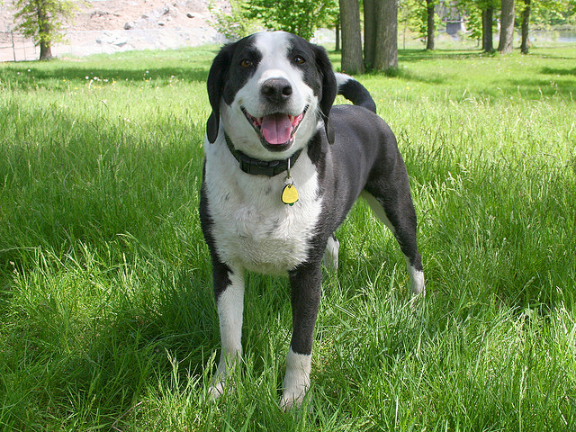 cute dog smiling att;Greencolander http://www.flickr.com/photos/greencolander/2521911321/sizes/z/in/photostream/