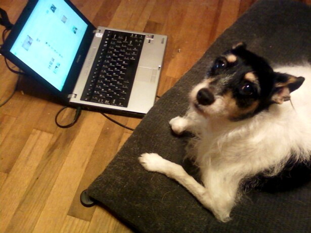cute terrier and laptop