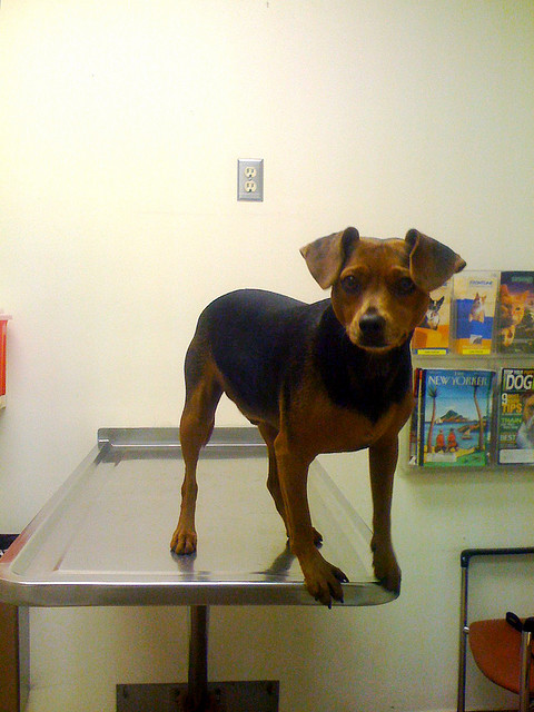 dog at vet nervous att;lonelysandwich http://www.flickr.com/photos/ratio/2513507144/sizes/z/in/photostream/