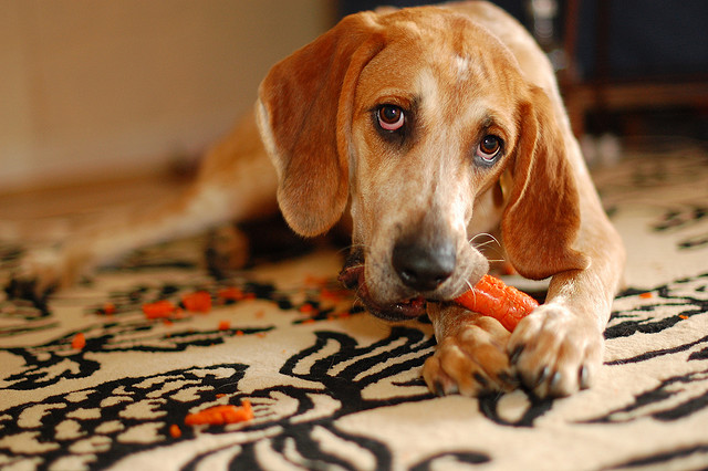 dog eating carrot att;Canopener Sally http://www.flickr.com/photos/bossa_nova_chevy_nova/4023692370/sizes/z/in/photostream/