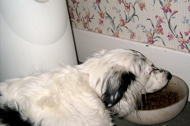 dog eating food inu gohan shokuji   att;Terry Bain http://www.flickr.com/photos/axis/93129754/sizes/z/in/photostream/  