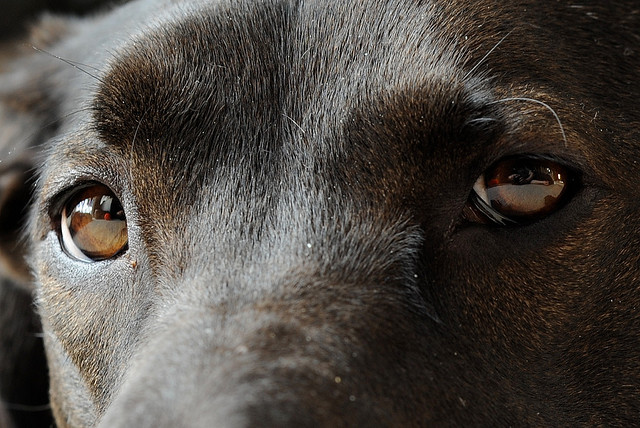 dog eyes black lab att;DaShef http://www.flickr.com/photos/dshef/3257407936/sizes/z/in/photostream/
