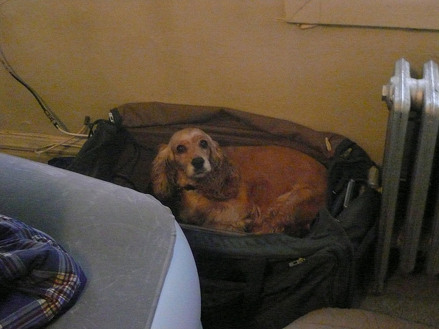 dog in luggage