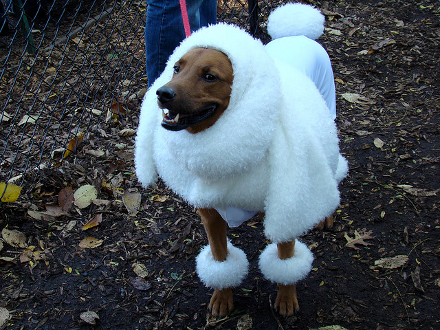 dog in poodle costume