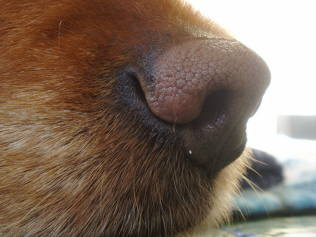 dog nose