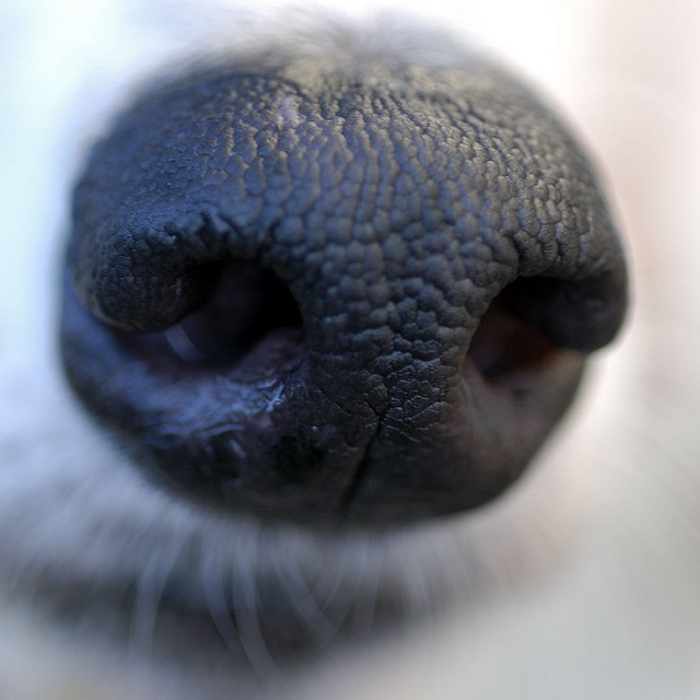dog nose black big gray hound att;starfish235 http://www.flickr.com/photos/starfish235/165257670/sizes/z/in/photostream/