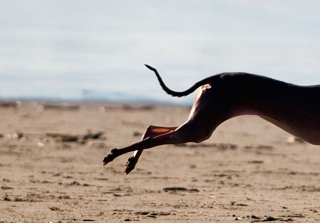 dog running tail