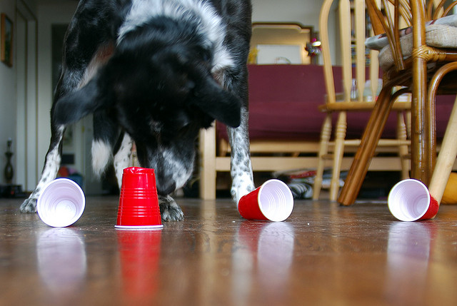 dog searching treat undercups att;BrittneyBush http://www.flickr.com/photos/tzofia/435339628/sizes/z/in/photostream/