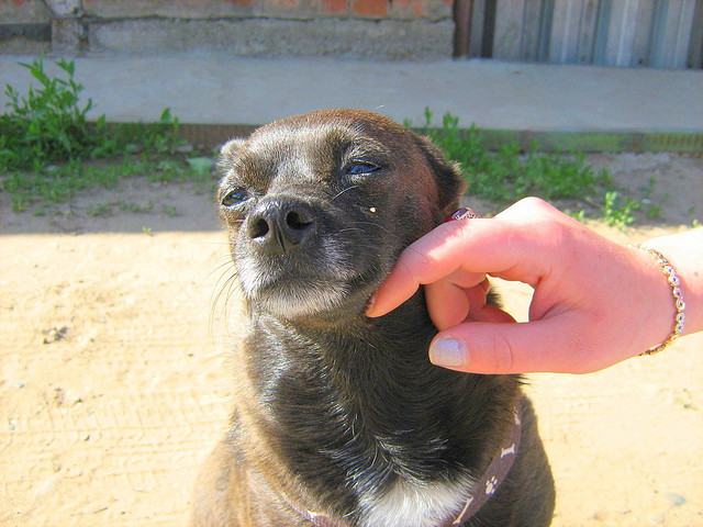 dog touching face happy att;ilexxx http://www.flickr.com/photos/ilexxx/3691067960/sizes/z/in/photostream/