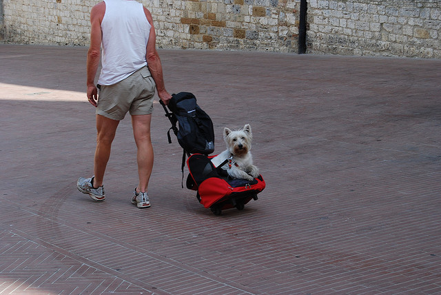 dog traveling