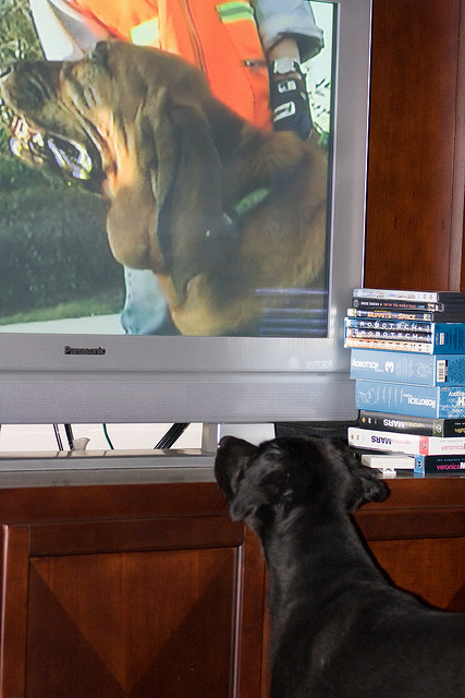 dog watching a dog on tv att;MNicoleM http://www.flickr.com/photos/mnicolem/2642418987/sizes/z/in/photostream/