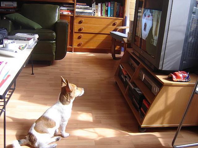 dog watching husky on tv att;dominiqueb v 