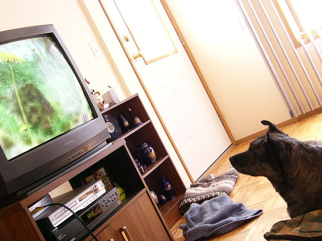 dog watching tv 2 att;Tim.Deering http://www.flickr.com/photos/tdeering/497620/sizes/z/in/photostream/