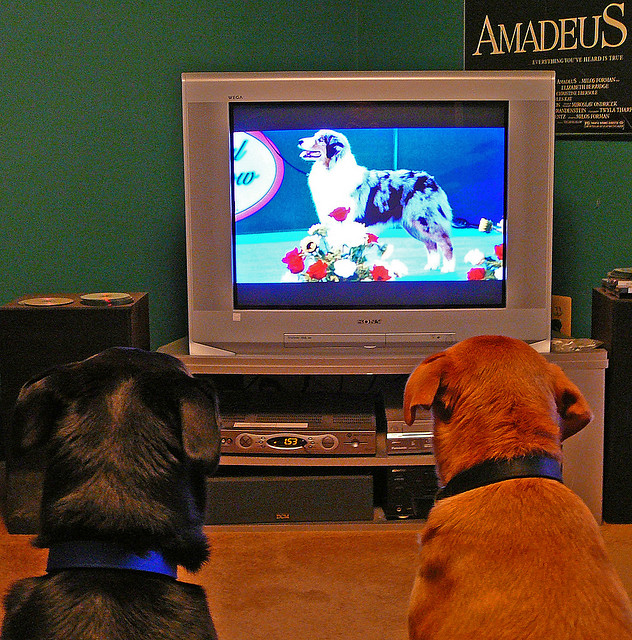 dog watching tv lab att;krossbow  http://www.flickr.com/photos/krossbow/2054851255/sizes/z/in/photostream/