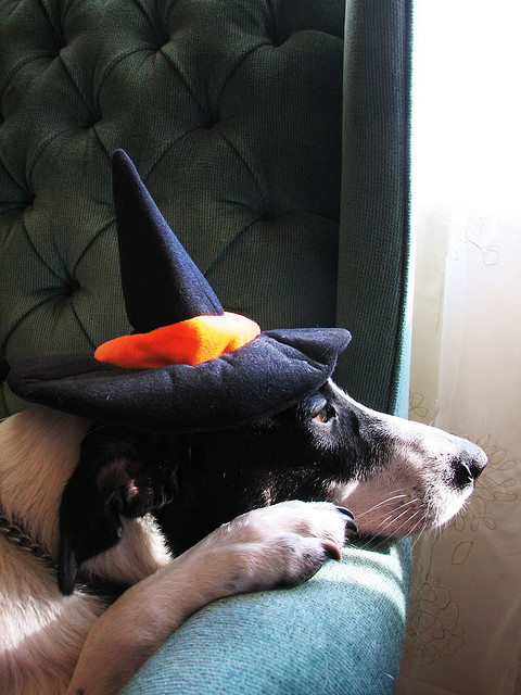 dog with witch hat bored