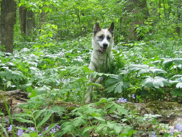 enjoy being in forest cute dog att;mosilager http://www.flickr.com/photos/mosilager/487149104/sizes/z/in/photostream/