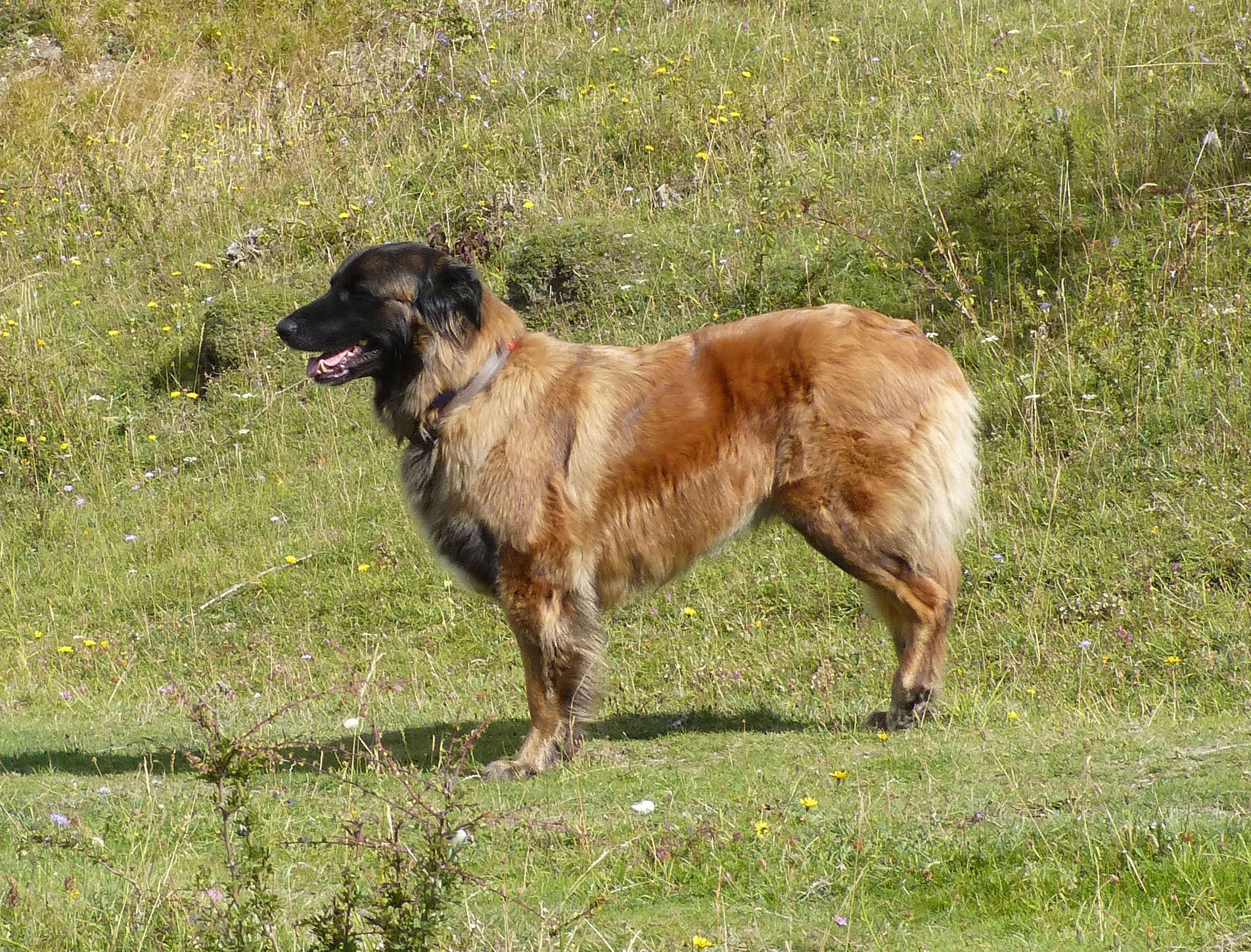 estrela mountain dog