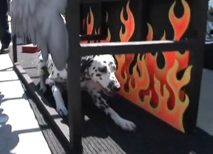 fire safety dog