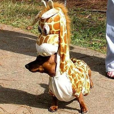 giraff dog