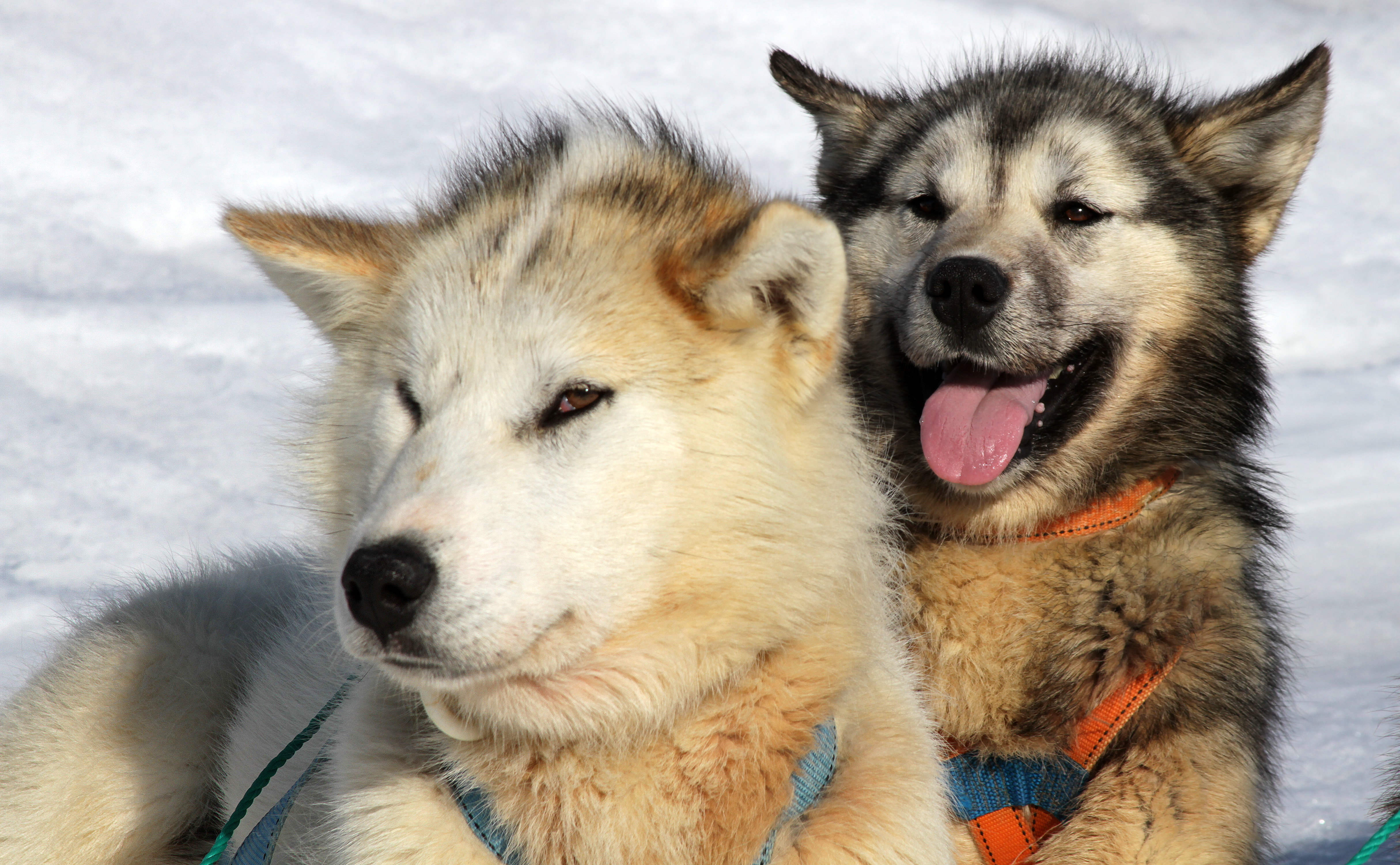 greenland sled dogs