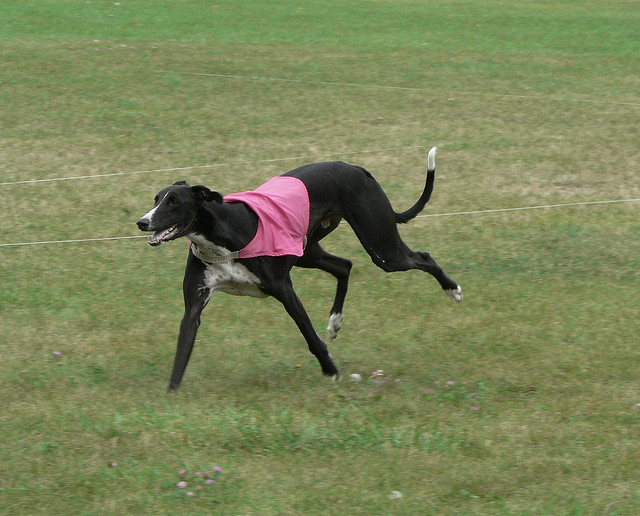 greyhound happy dog racing dog att;Sighthound http://www.flickr.com/photos/wolfhound/227094729/sizes/z/in/photostream/